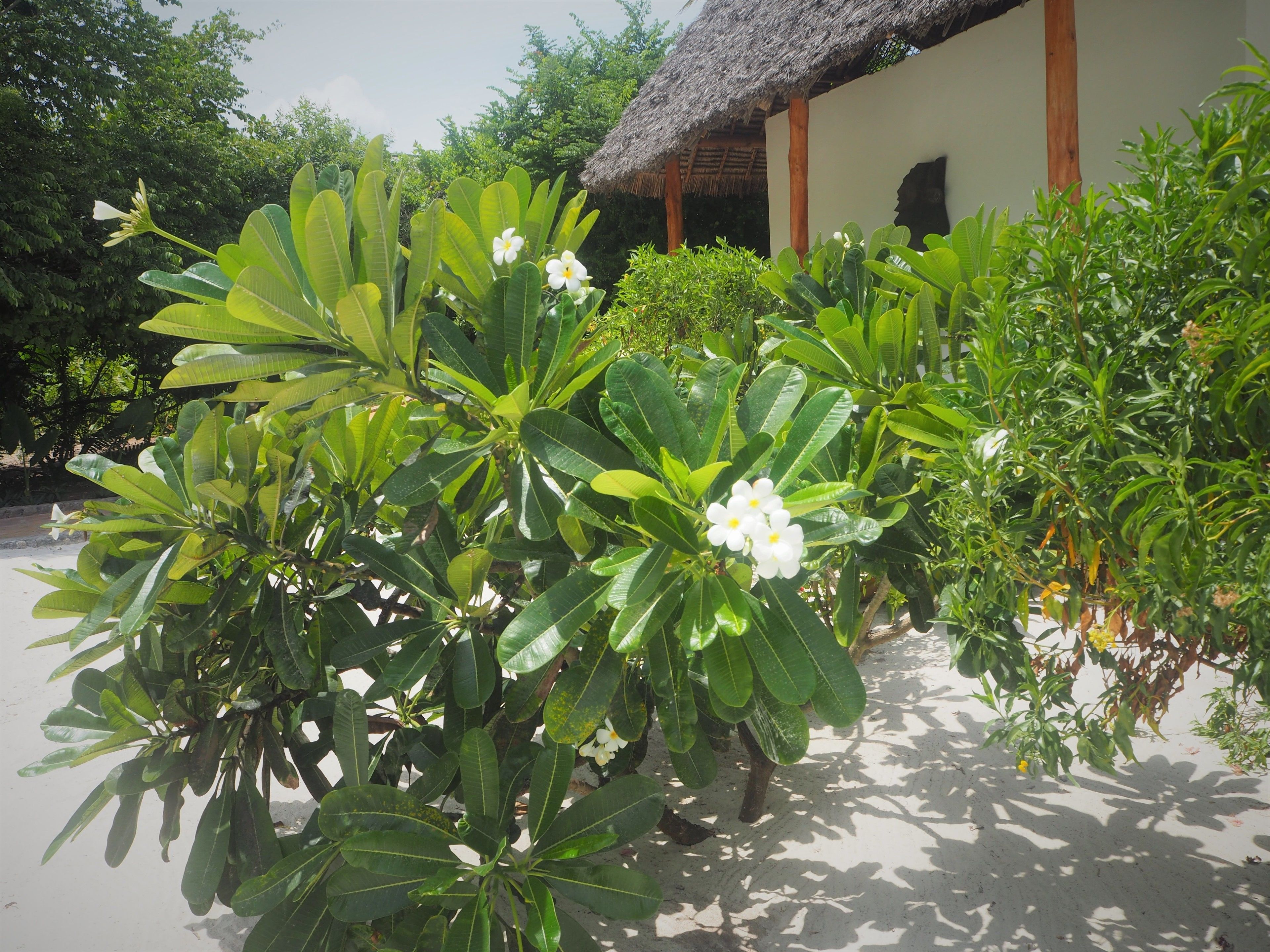 Foto - Tikitam Palms Boutique Hotel