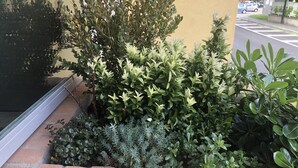 Variedad de plantas en macetas a lo largo de la pared exterior de un edificio.