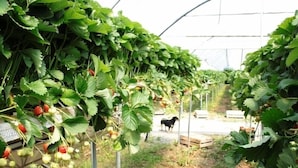 A greenhouse with rows of strawberry plants and a dog in the background. - Corte Breda Agriturismo Bed & Breakfast (Chiari)