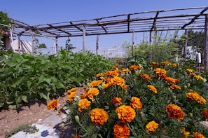 A garden with marigold flowers and a wooden trellis structure. - Corte Breda Agriturismo Bed & Breakfast (Chiari)