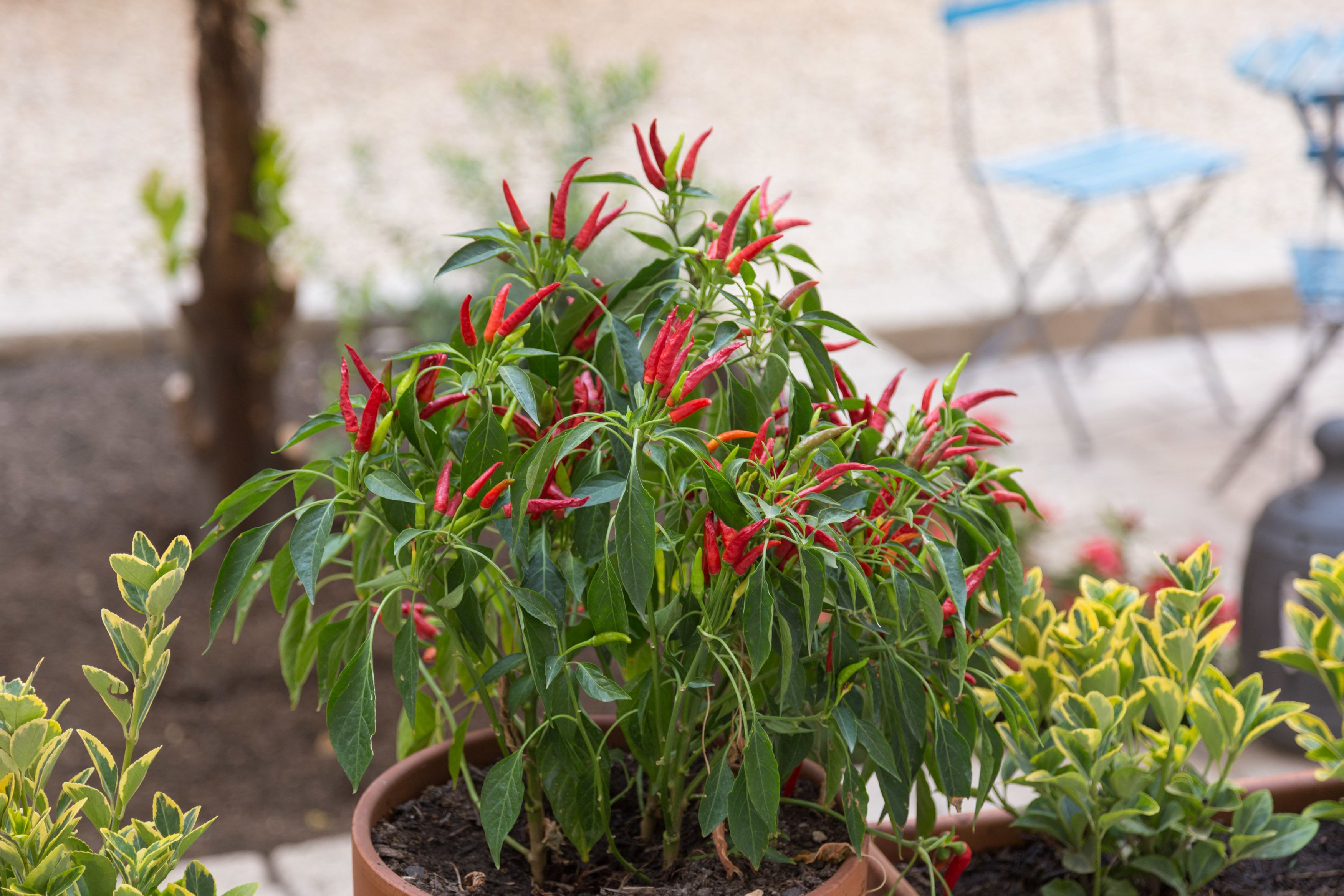 Photo - Borgo Vergini Garden B&B