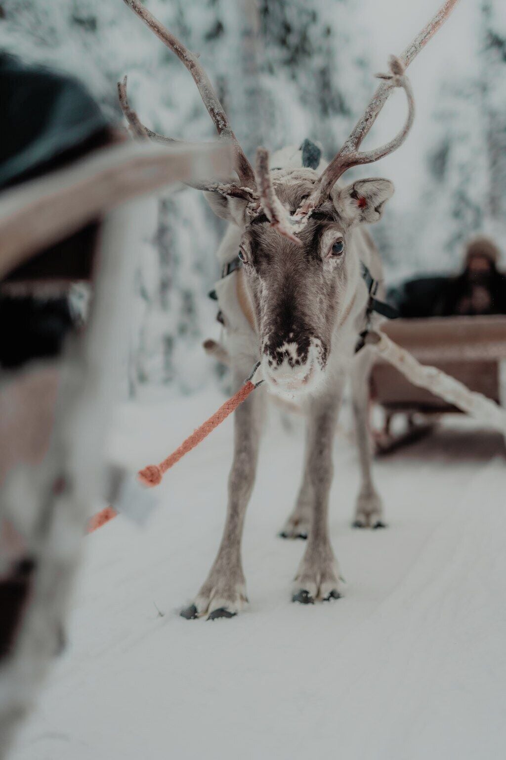 Photo - Arctic TreeHouse Hotel