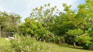 A lush garden with a variety of trees and flowering plants. - Cozy Locale Inn (Port Antonio)