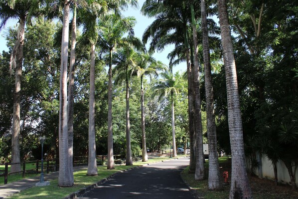 A pathway lined with tall palm trees, a paved road, and a fire hydrant.