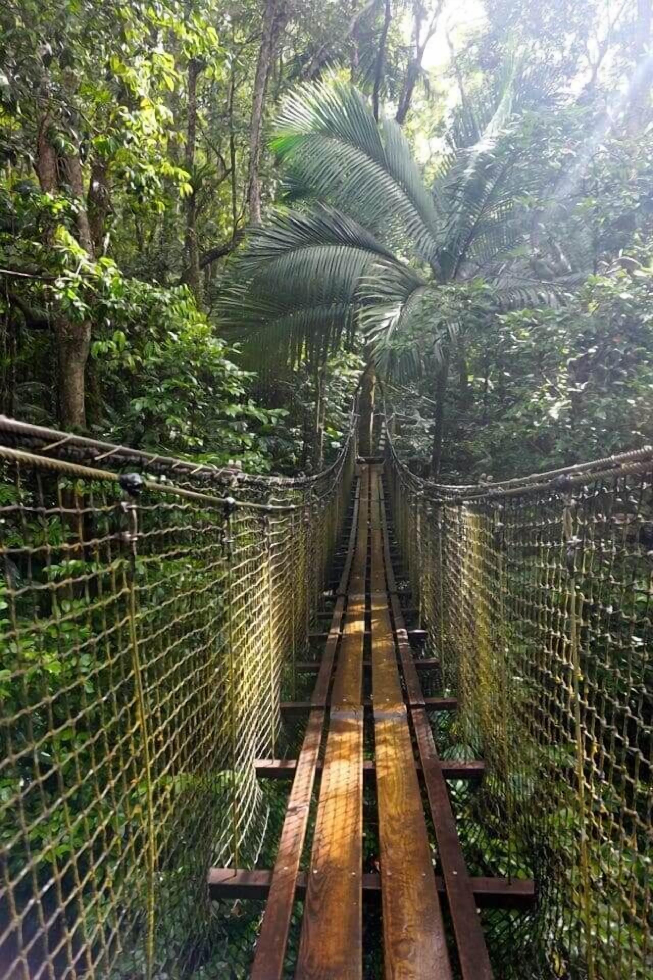 A suspension bridge surrounded by dense tropical foliage.