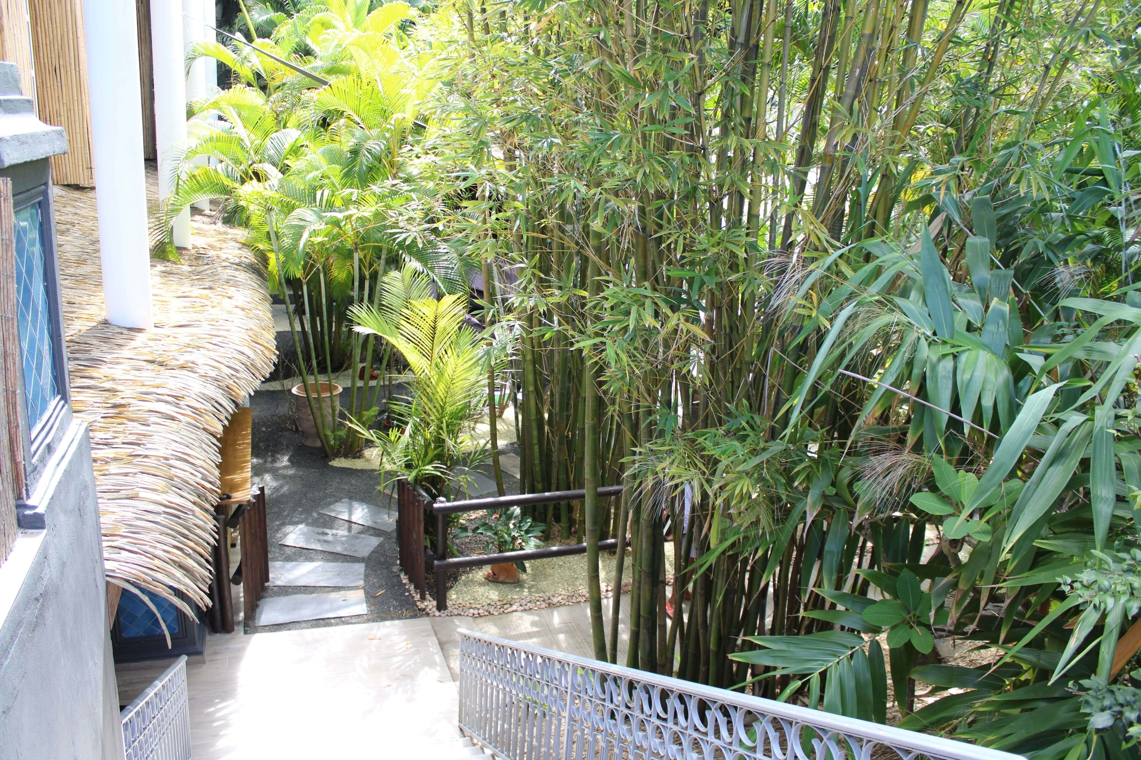 A narrow pathway flanked by bamboo plants and a thatched bench.