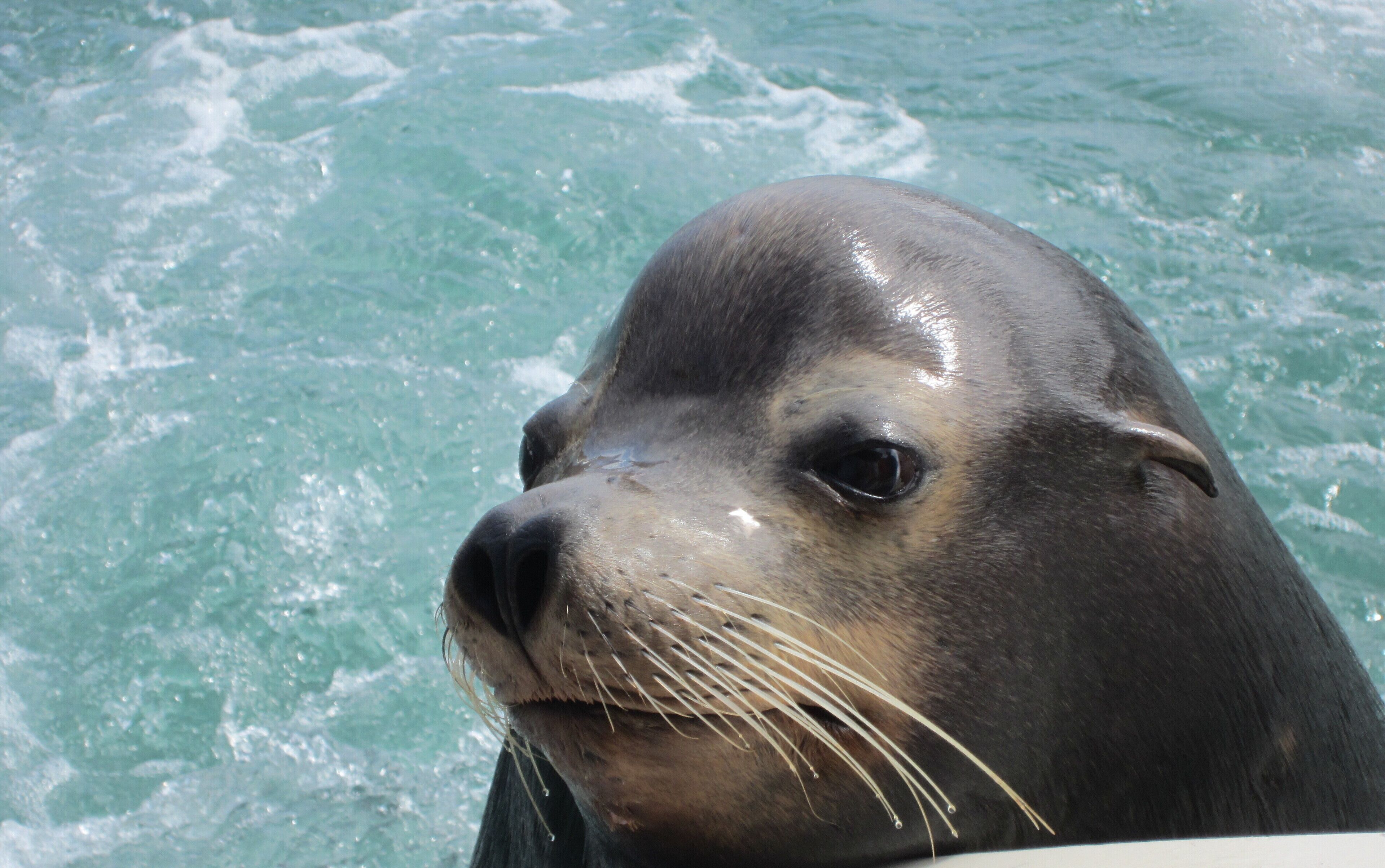 A seal with a wet, shiny coat, likely in a body of water.
