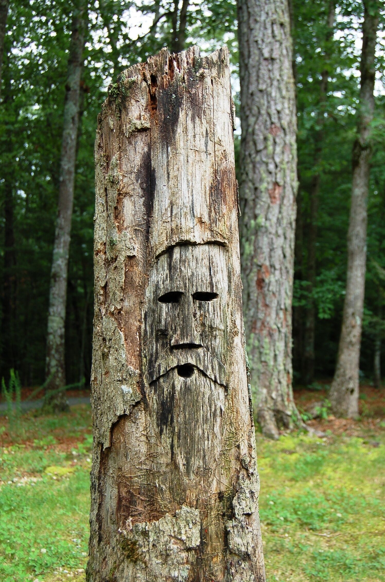 A tree trunk with carved faces.