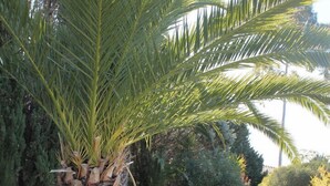 Garden - Arrábida Heritage (Setubal)