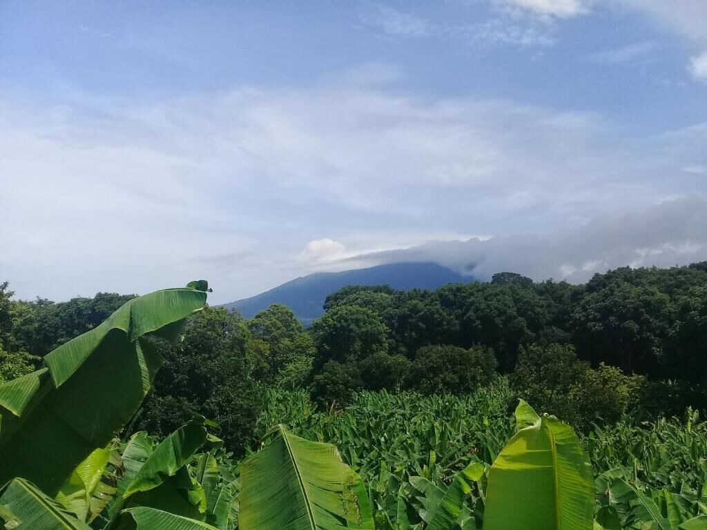 A lush green landscape with banana plants in the foreground and a mountain in the background.