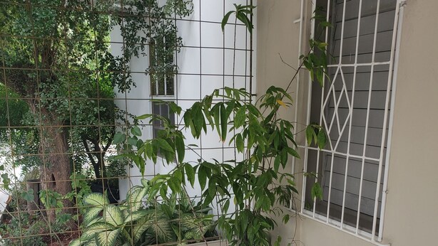 A balcony with a potted plant, a green chair with a striped pillow, and a window with metal bars. - The Barbican Haven (Kingston)
