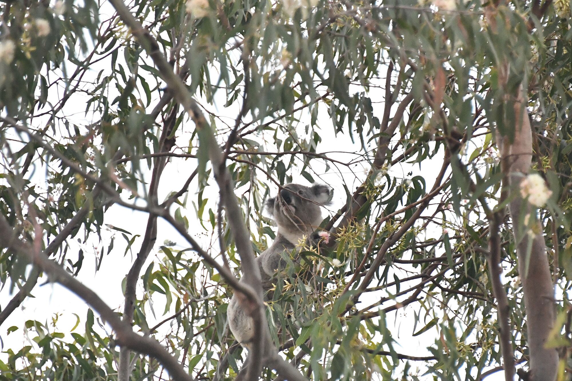 A house with a view and a seabreeze - a home in the trees where the birds sing! — image 3