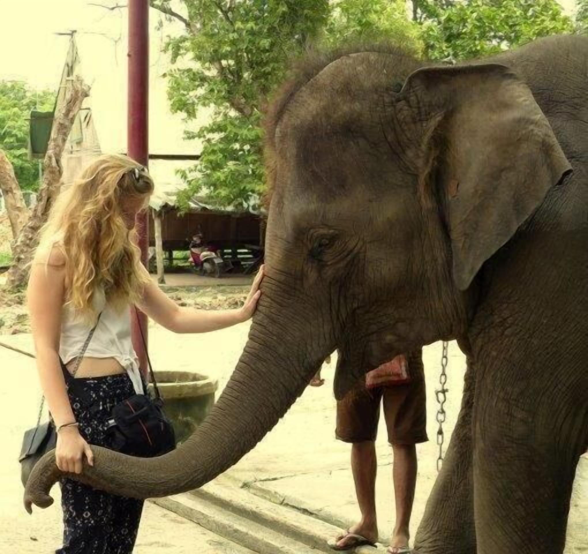 A person interacting with an elephant in an outdoor setting.