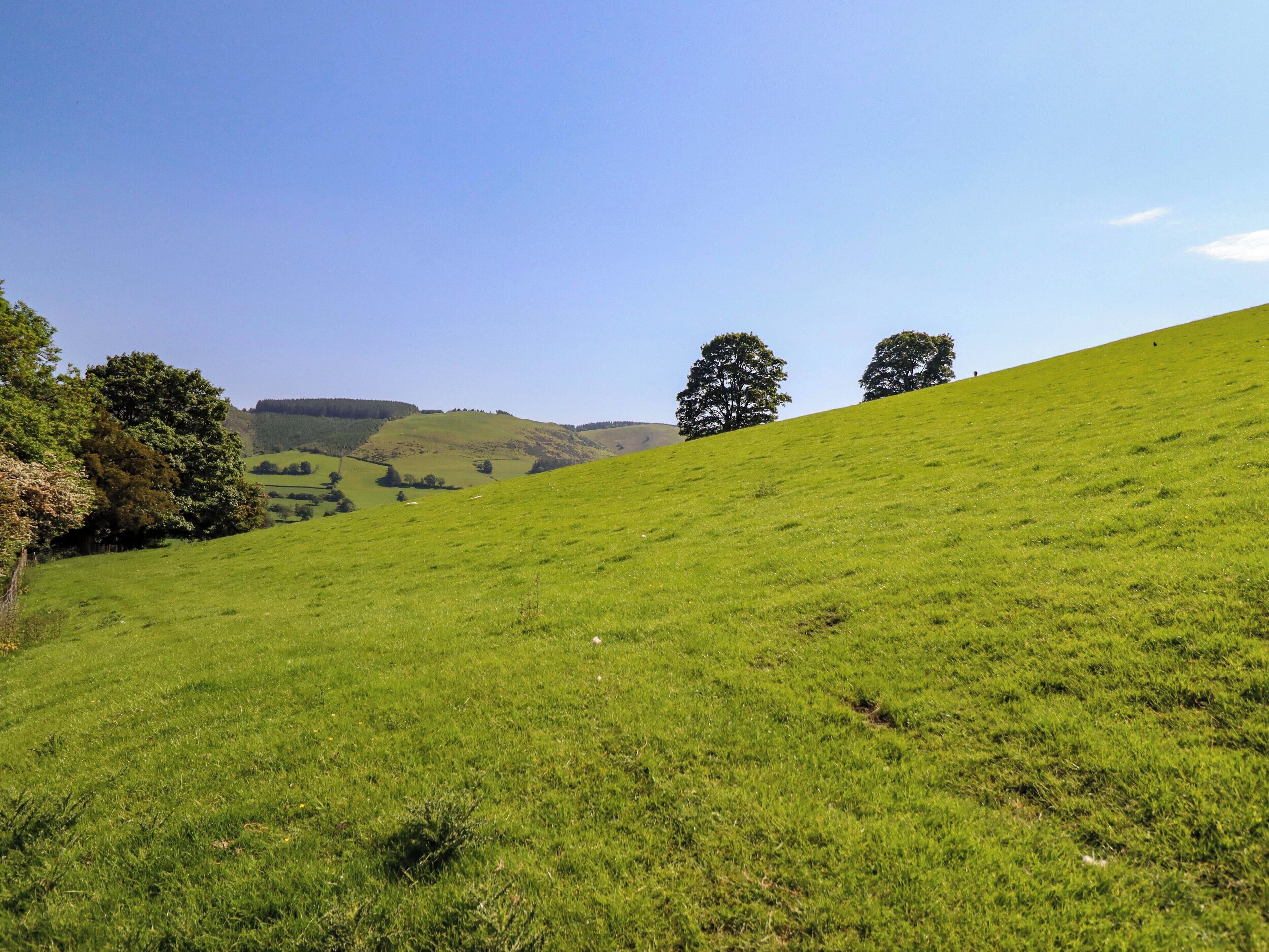 A grassy hillside with trees and a clear sky.