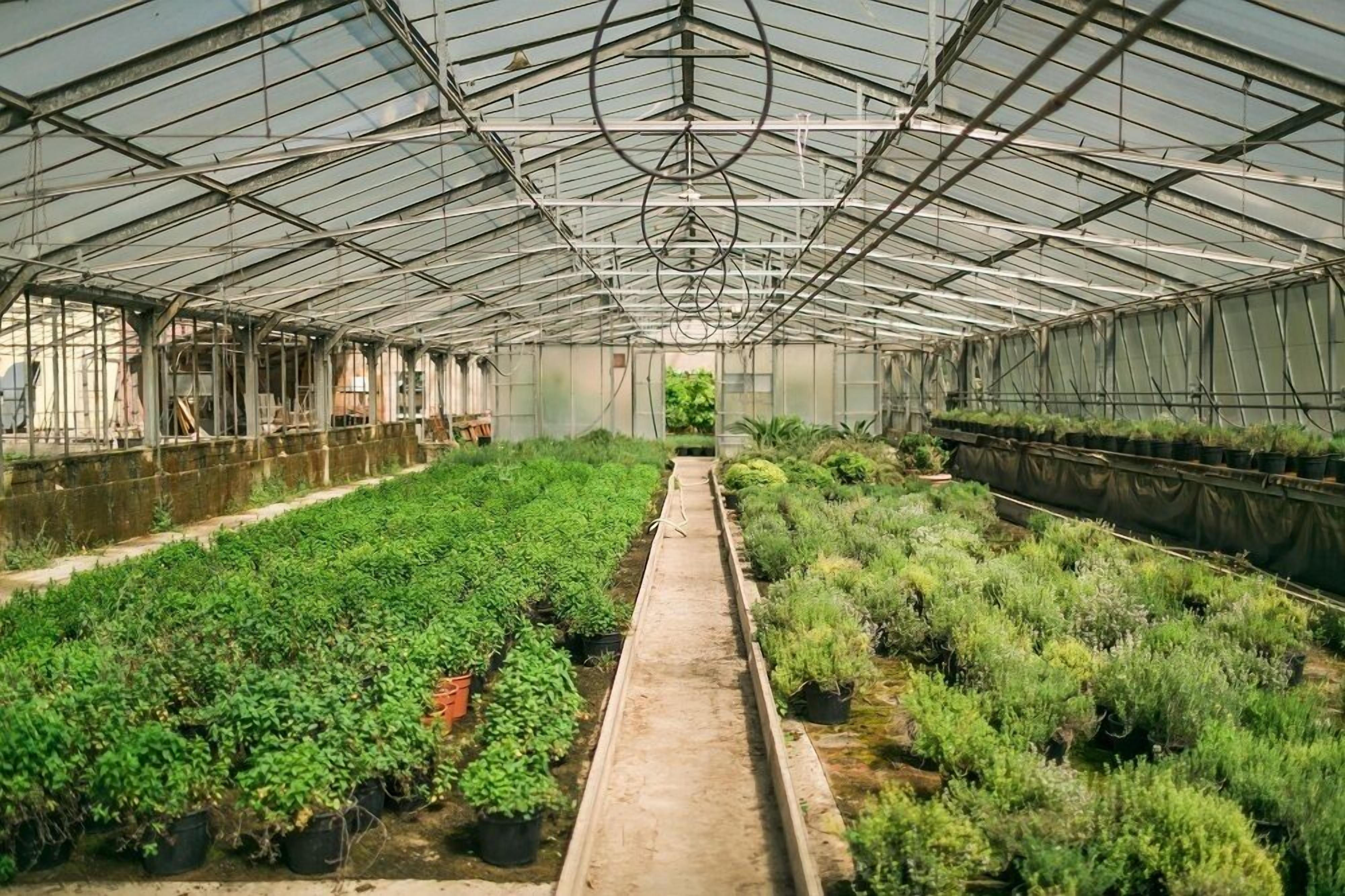 A greenhouse with rows of potted plants and a central walkway.