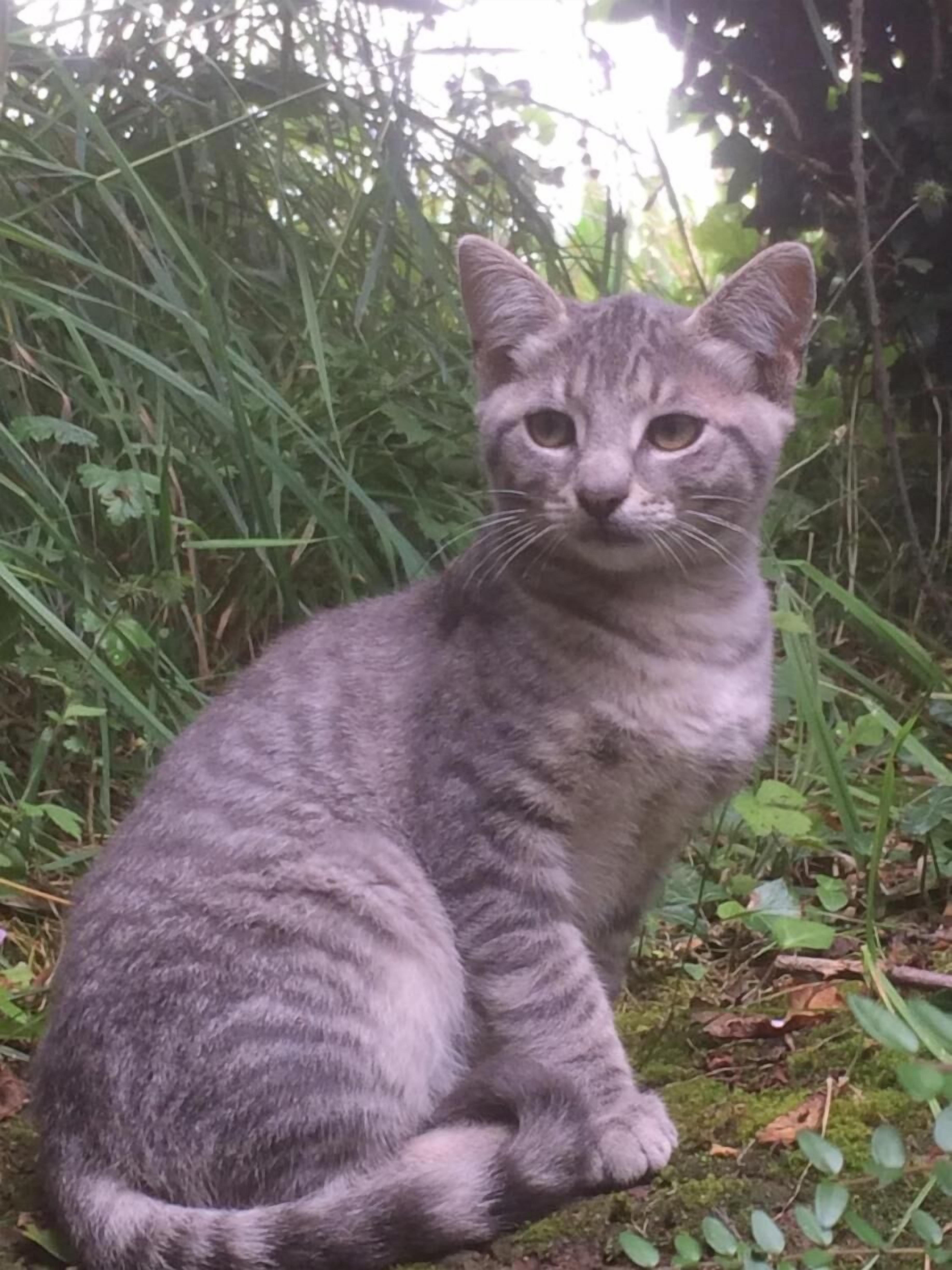 Un chat est assis dans un environnement naturel en plein air, avec un feuillage dense en arrière-plan.