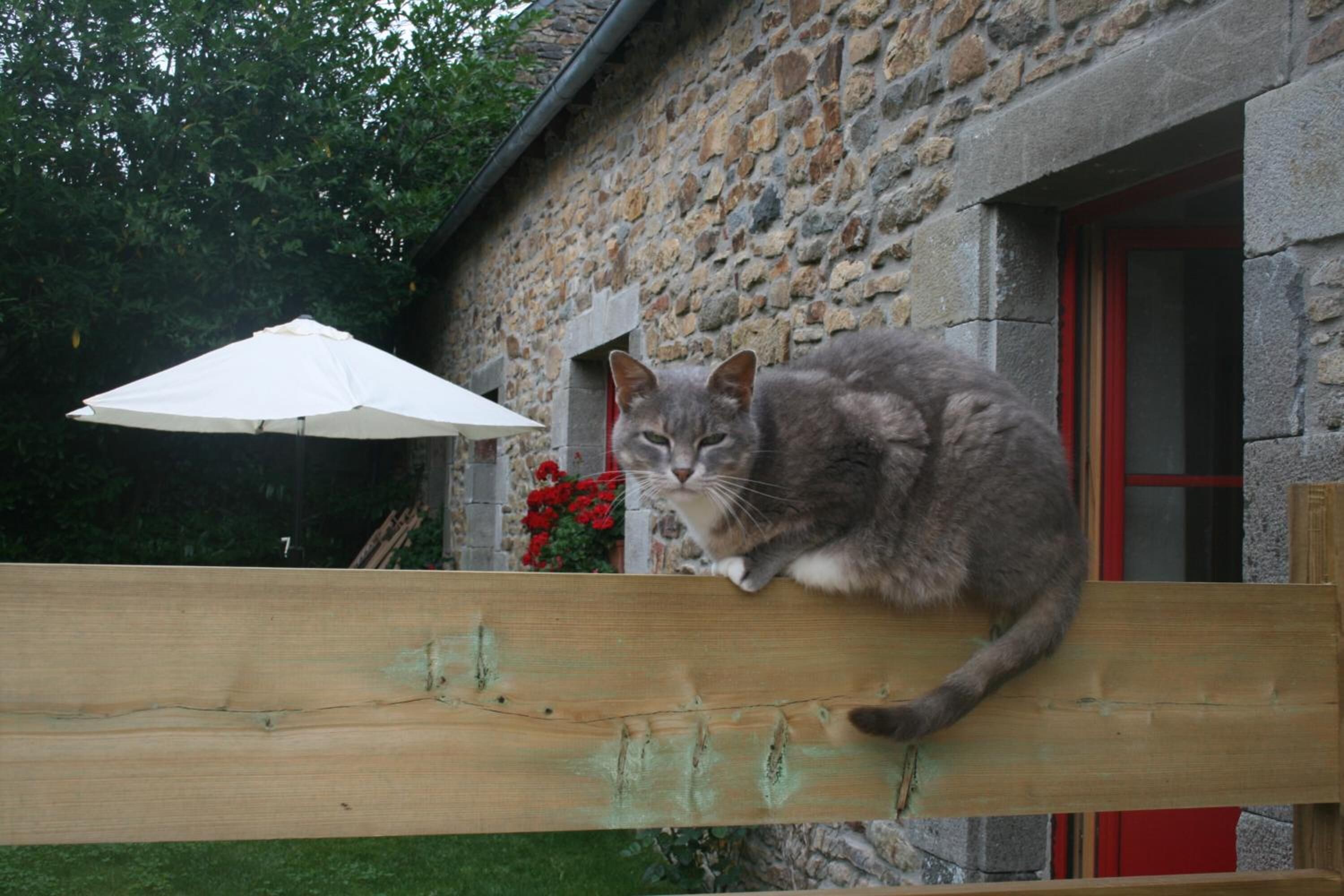 Een kat zit op een houten schutting voor een stenen gebouw met een rode deur.