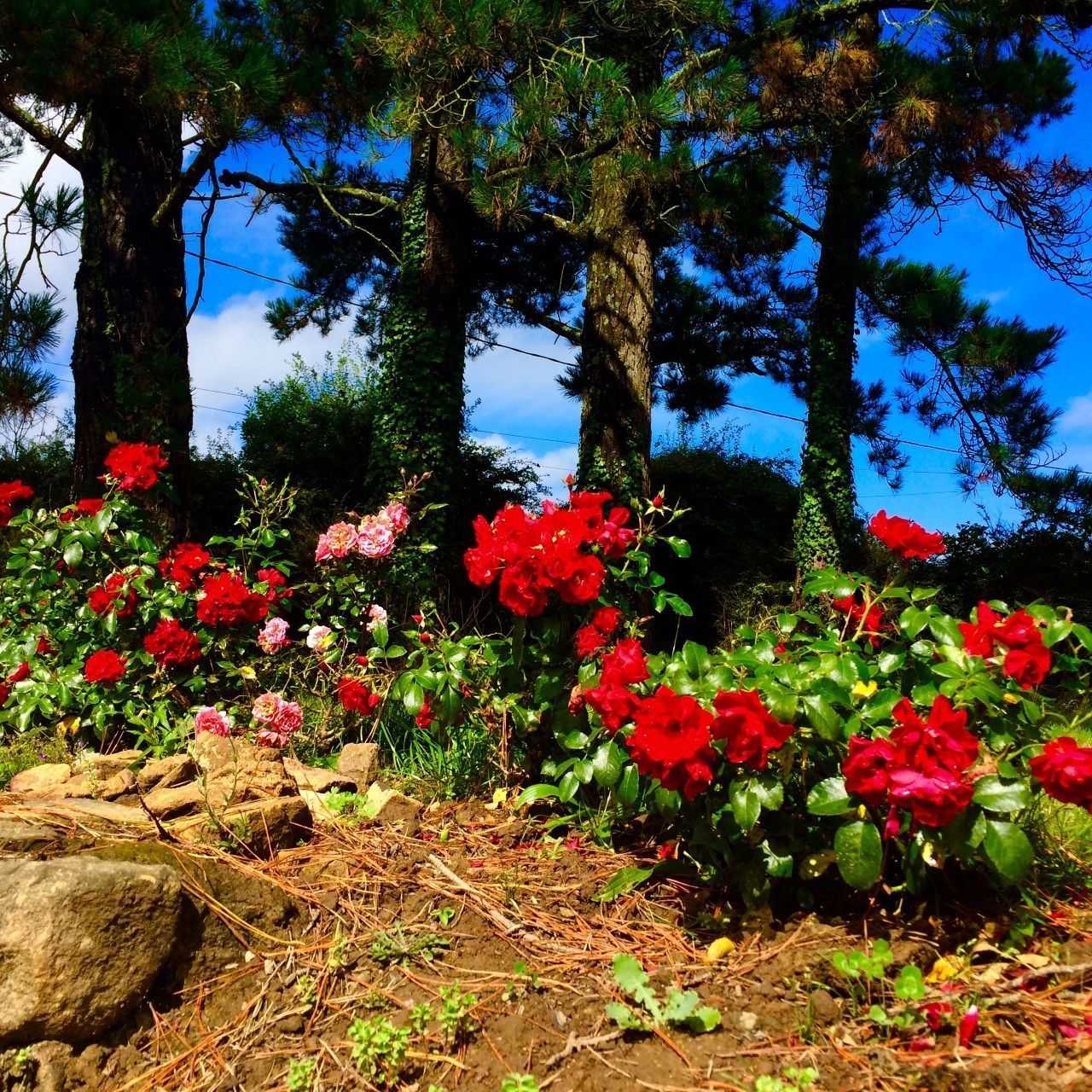 Ein Garten mit roten und rosa Rosen, Kiefern und blauem Himmel.
