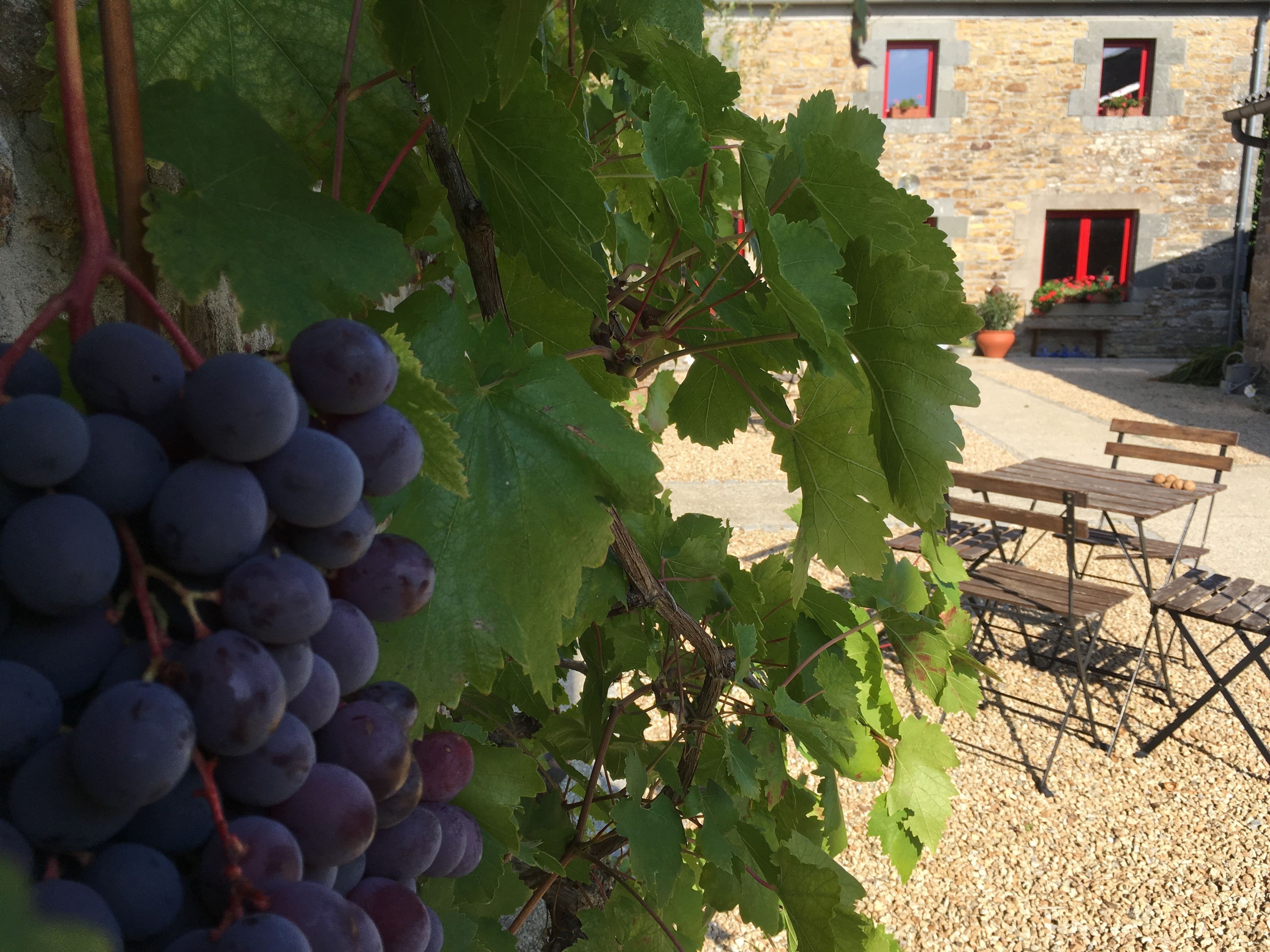 A vineyard with grapevines and a stone building in the background.