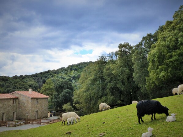 A rural landscape with a stone building, a grassy hill, and sheep grazing. - Maison D’Hôtes Zella (Guitera-les-Baines)