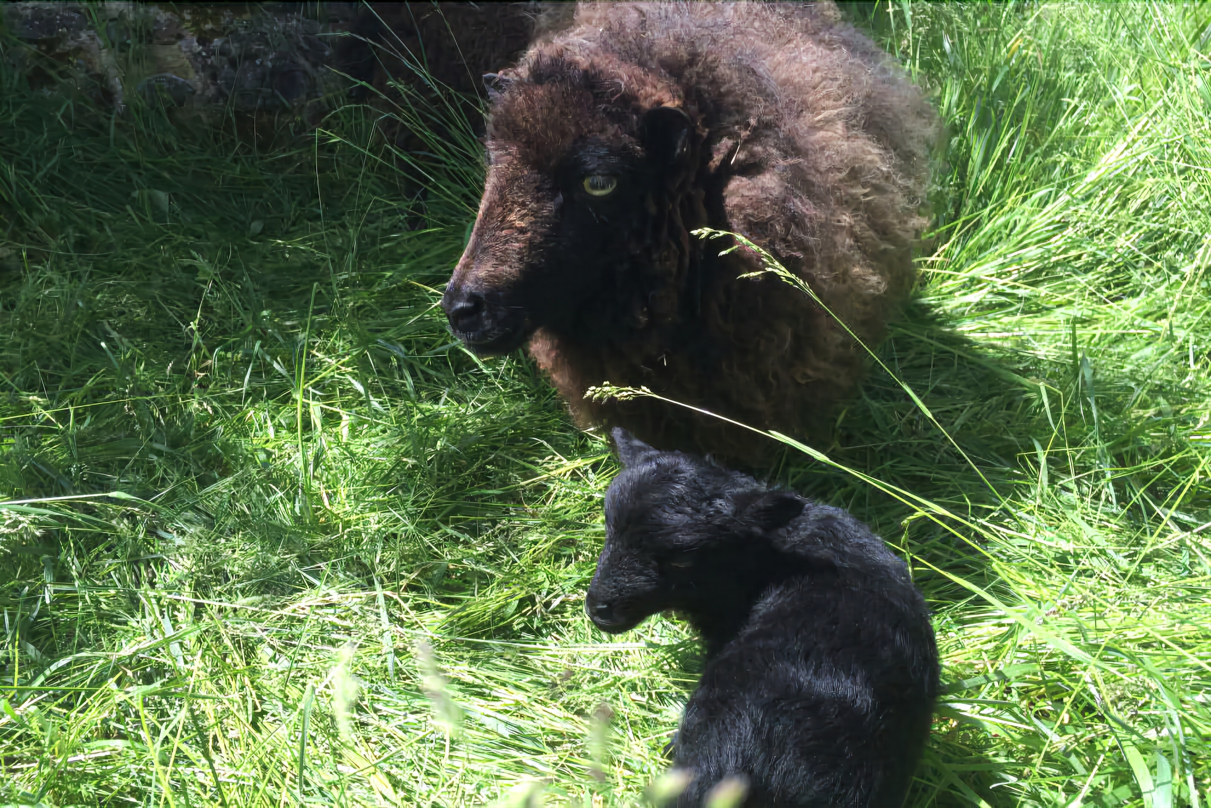 A black bear and a bison in a grassy area.