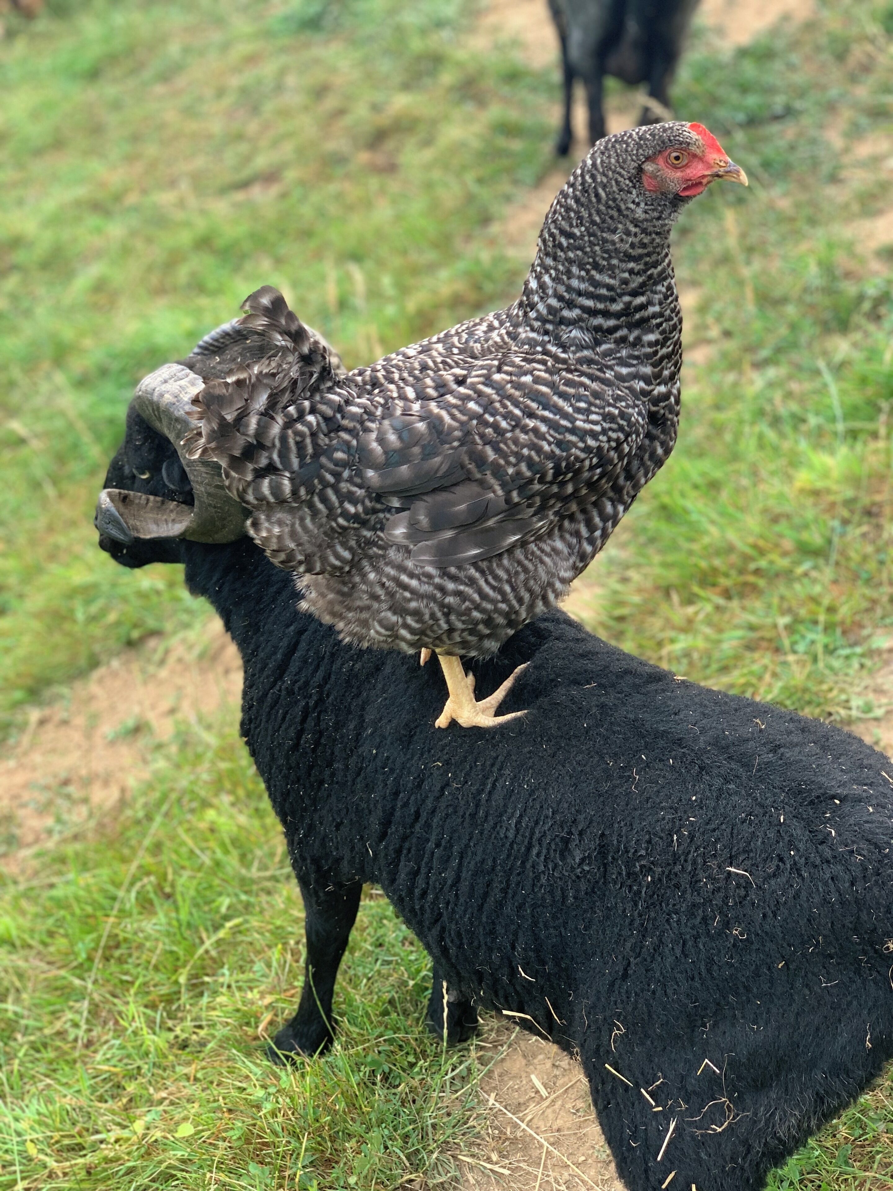 Un pollo posado sobre una oveja negra en un entorno rural con césped.