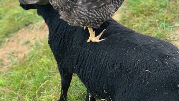 Un pollo posado sobre una oveja negra en un entorno rural con césped.