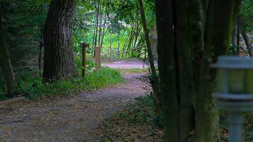 Ein Waldweg mit Bäumen und einem Holzzaun.