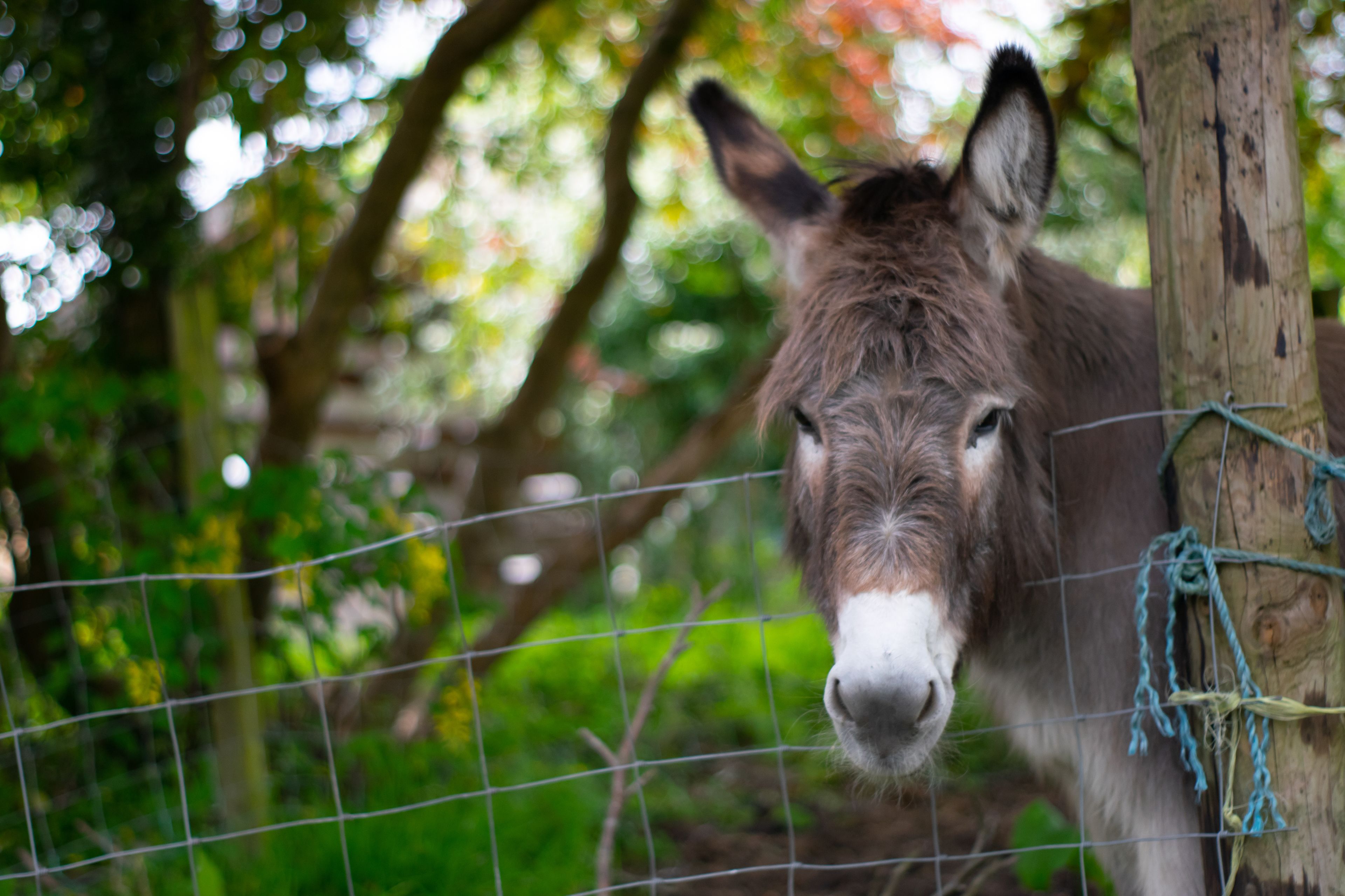 A donkey behind a wire fence with a natural, green background.