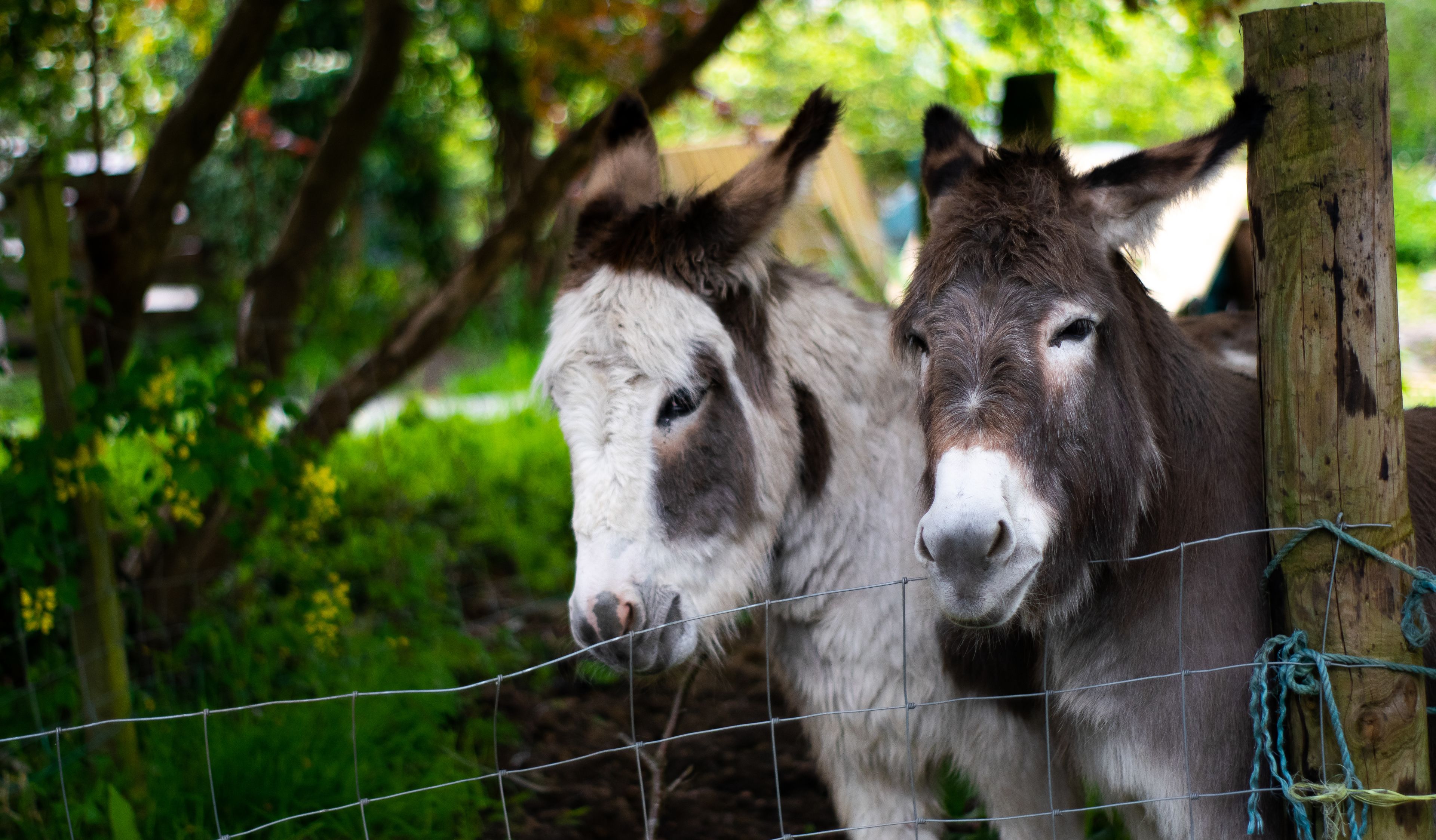 Two donkeys behind a wire fence in a green, wooded area.