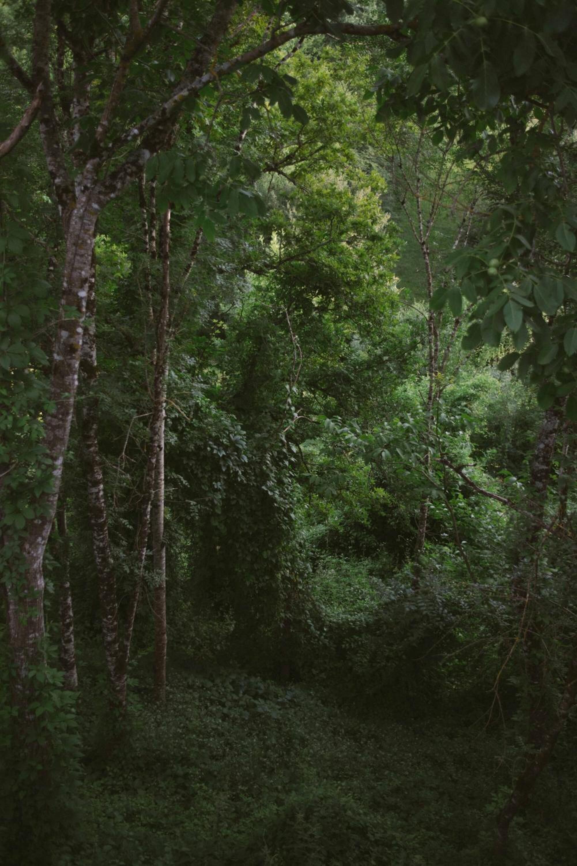 Un bosque denso con árboles altos y maleza abundante.