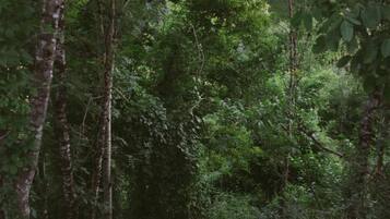 Un bosque denso con árboles altos y maleza abundante.