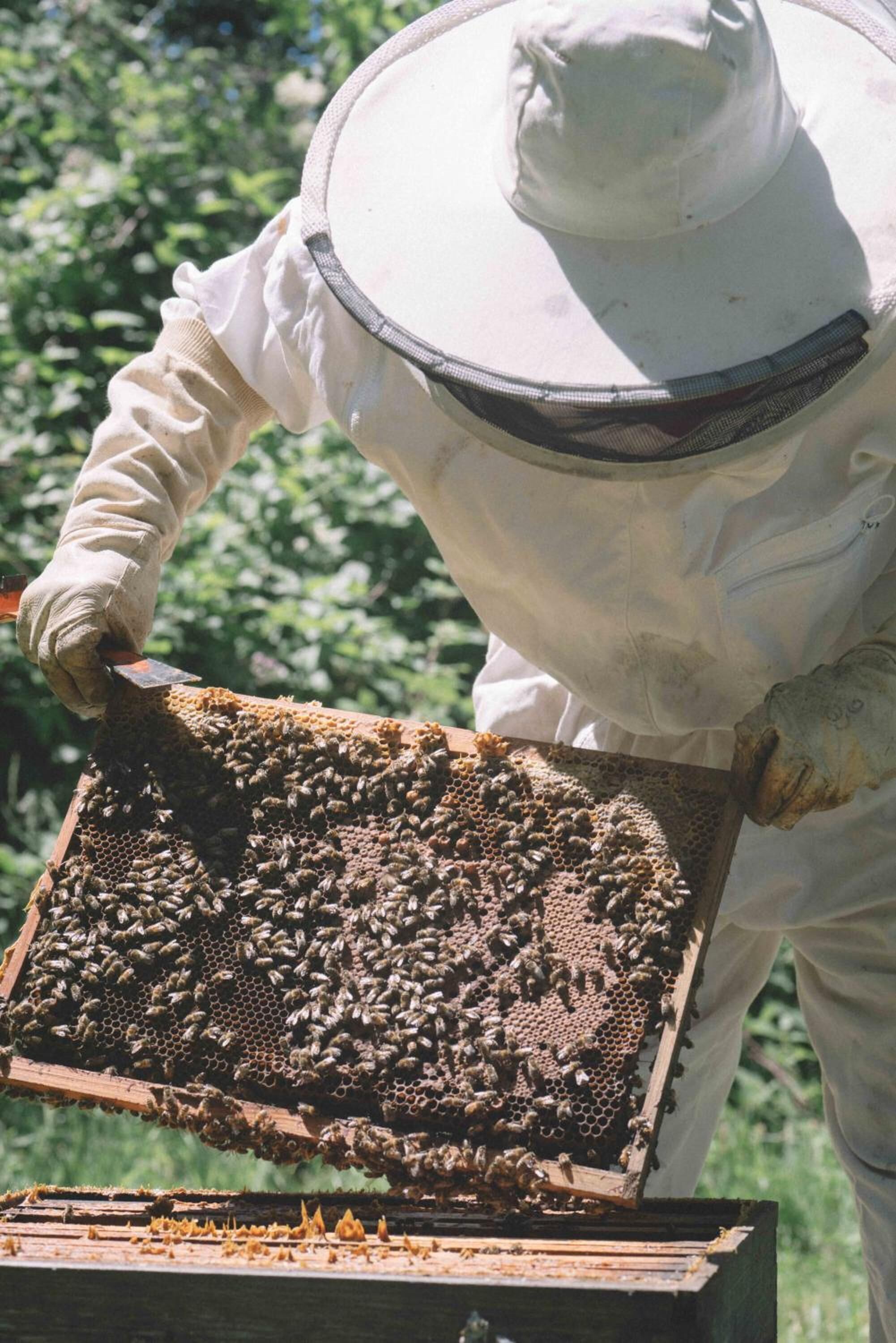A person in protective clothing handling a beehive.
