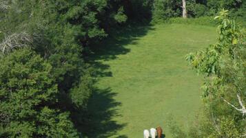 Un campo cubierto de hierba con árboles densos a ambos lados.