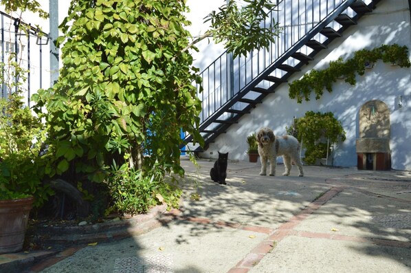A courtyard with a staircase, a cat, and a dog. - Albergue Rural de Algodonales - Hostel (Algodonales)