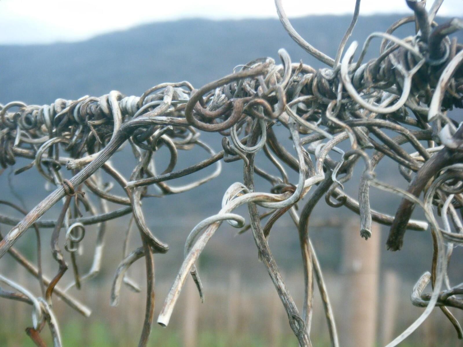 A close-up of a tangled metal fence with a blurred background of hills.