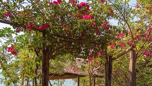 A pathway leading to a wooden gazebo with a bench, surrounded by lush greenery and pink flowers. - Mgoza Lodge (Cape Maclear)