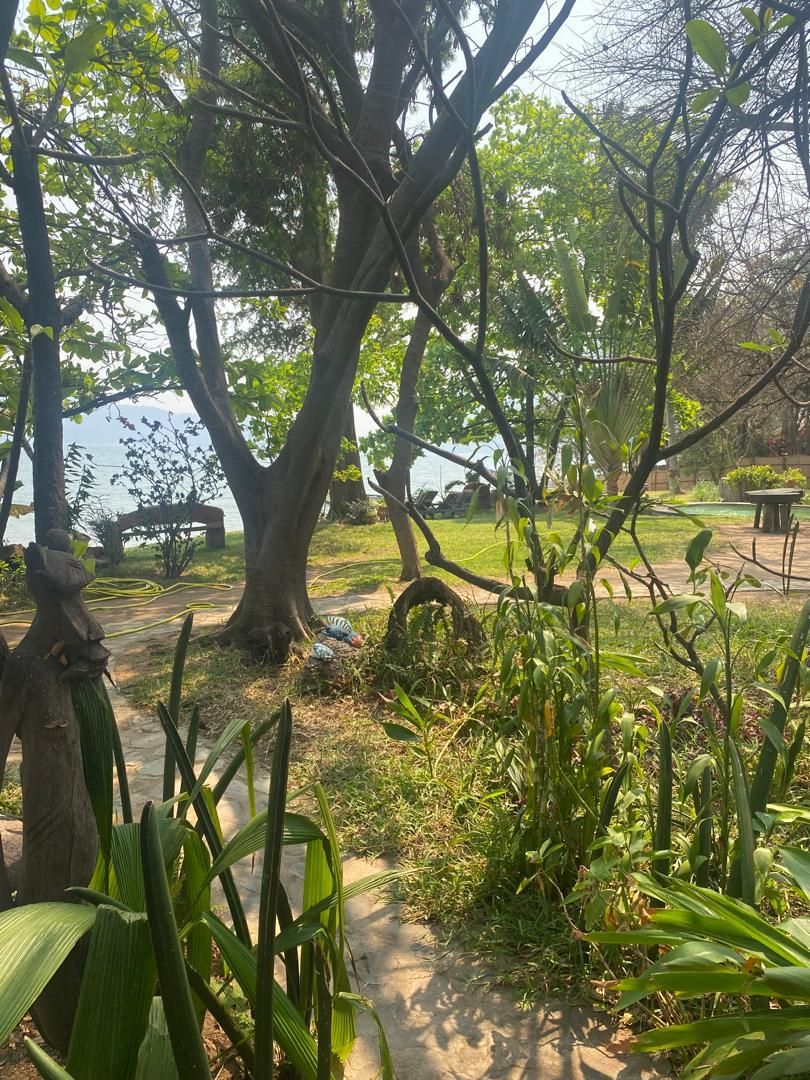 Un parque con un sendero, árboles y un banco.