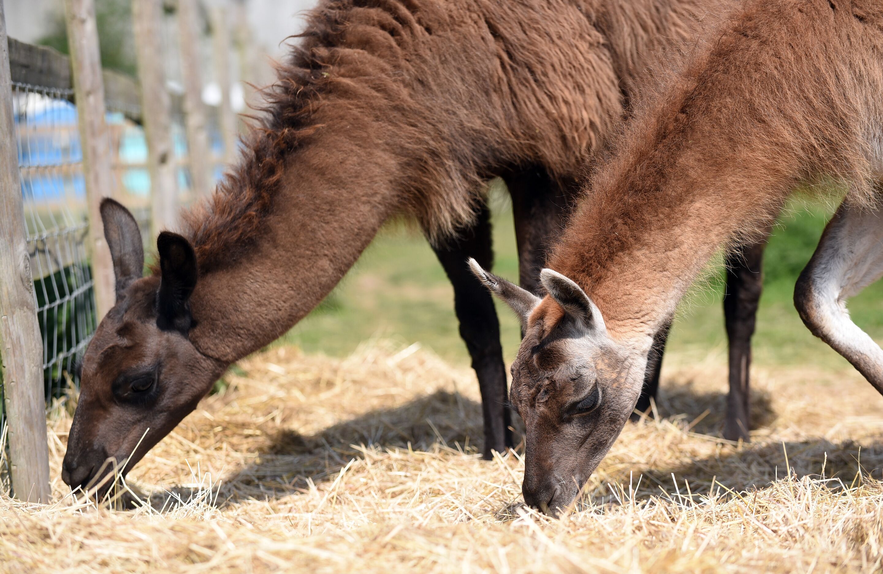 Two deer grazing in a fenced area with hay on the ground.