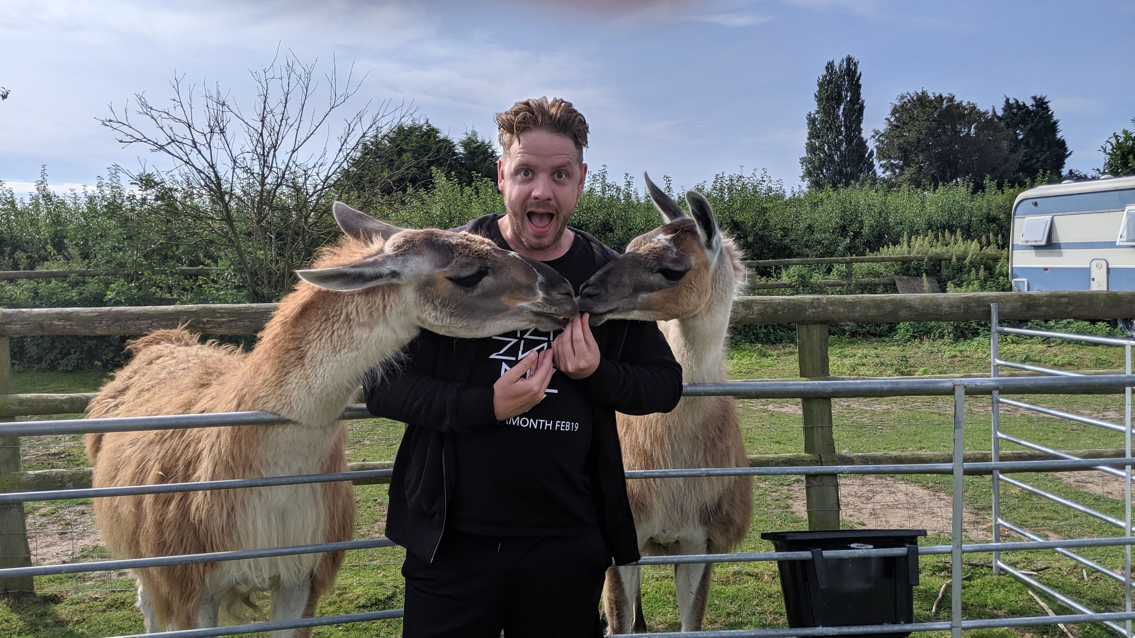 Una persona interactuando con dos llamas detrás de una cerca de metal.