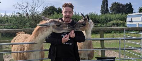 Una persona interactuando con dos llamas detrás de una cerca de metal.
