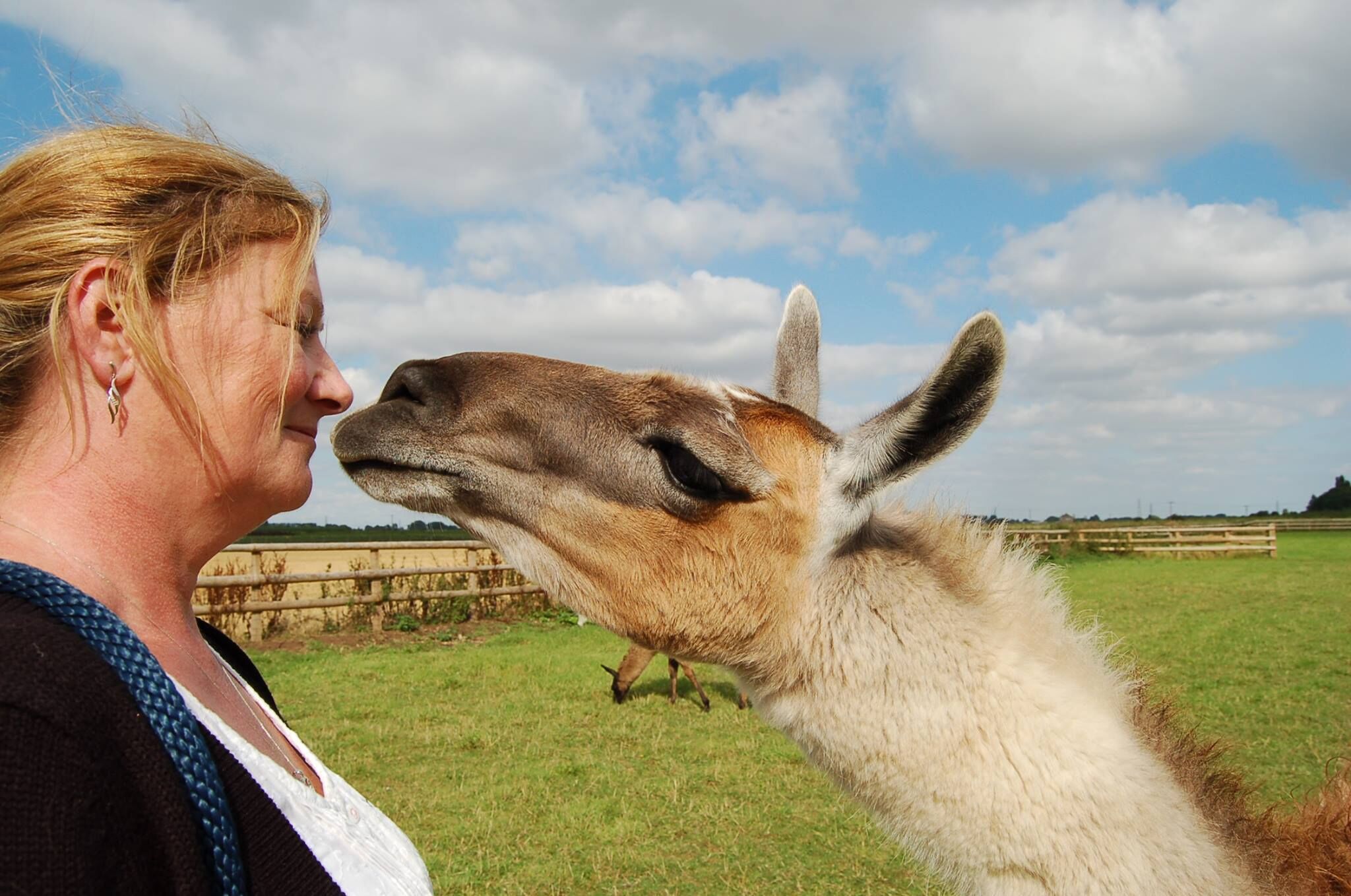 A person interacting with a llama in a grassy field with a wooden fence in the background.