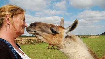 A person interacting with a llama in a grassy field with a wooden fence in the background.