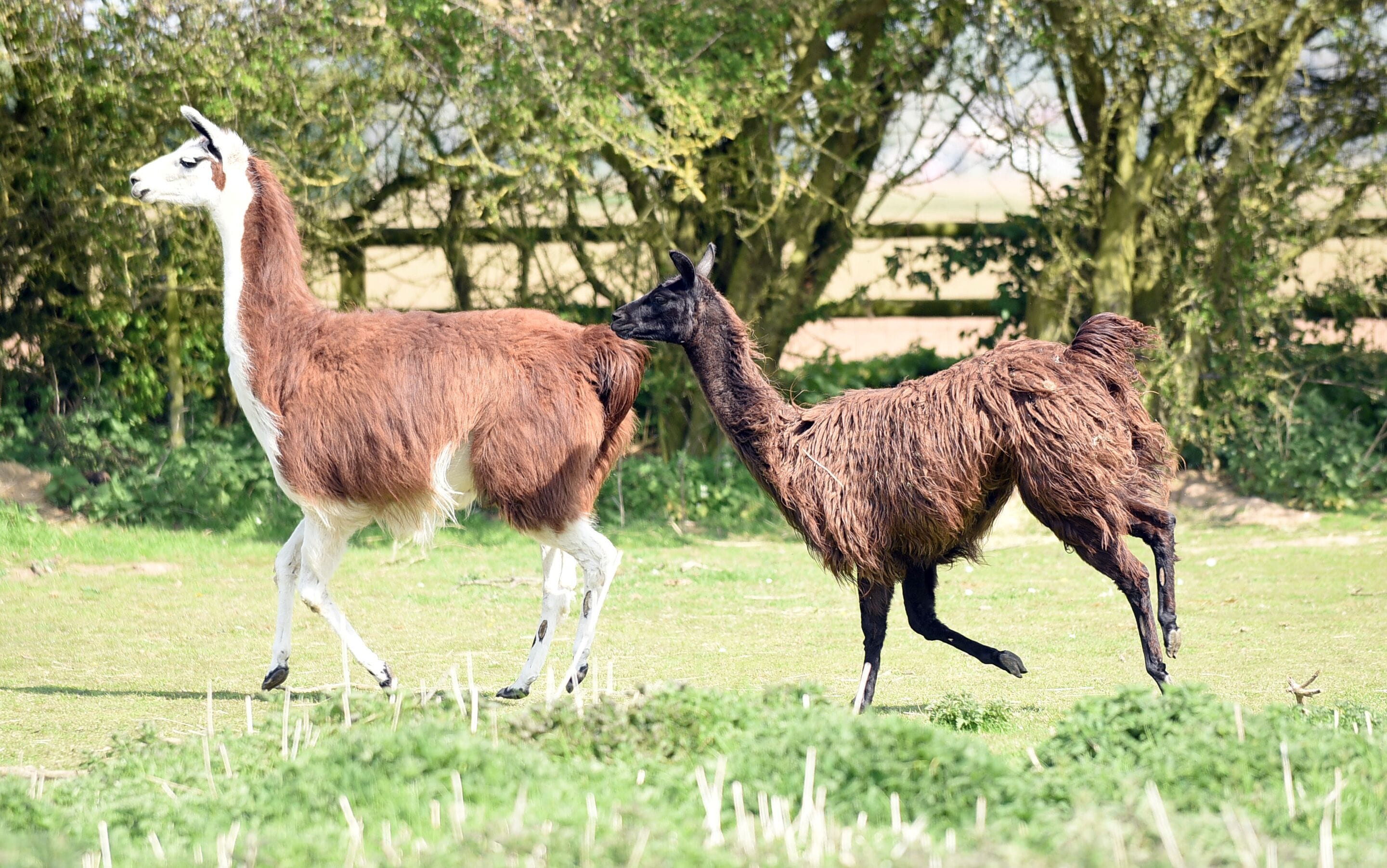 Twee llamas in een grasveld met bomen en een hek op de achtergrond.