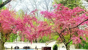 Un jardín con árboles de flores rosadas, una piscina y un edificio blanco con un porche cubierto.
