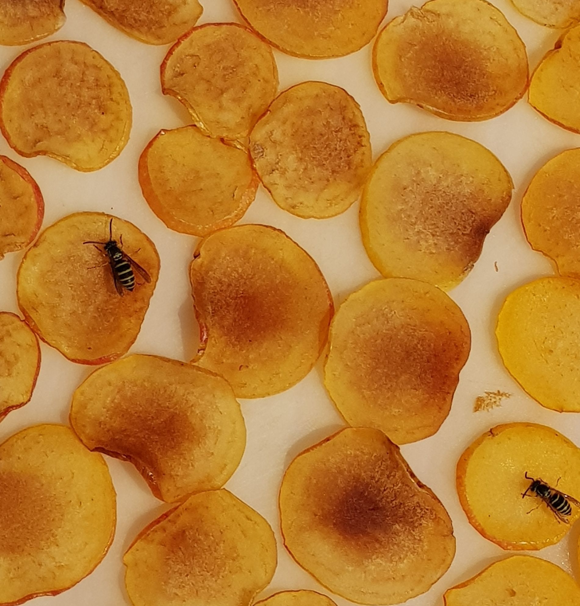 A close-up of several round, golden-brown pancakes arranged on a flat surface.