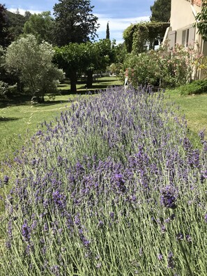 Property grounds - Magnificent Bastide in the heart of alpilles, quiet absolute, exceptional position, private Tennis, Swimming pool warmed 7 rooms 4 bathrooms (Fontvieille)