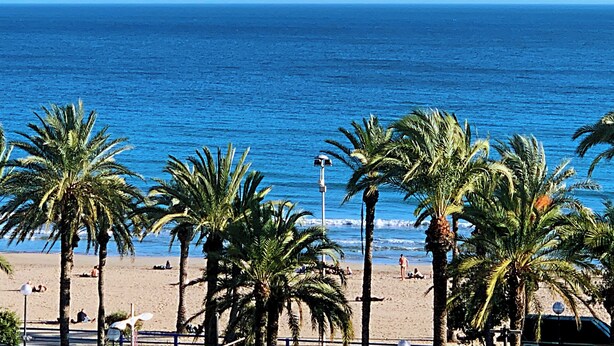 A beach with palm trees and a clear blue sky.