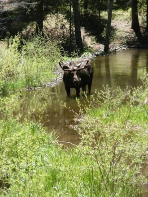 Miscellaneous - 4BR Pet-Friendly Breck Getaway w/ Fire Pit (Breckenridge)
