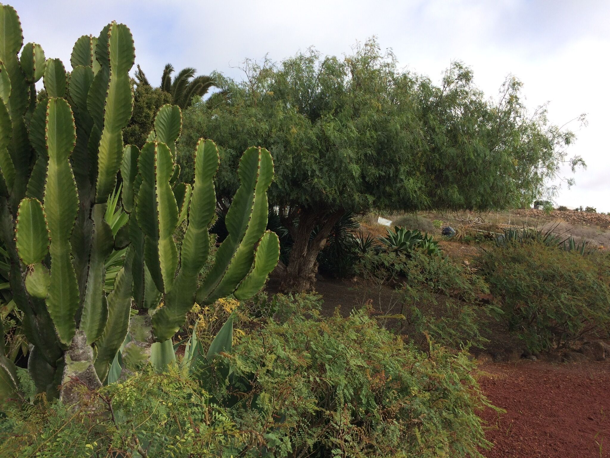 A cactus garden with various cacti and shrubs.